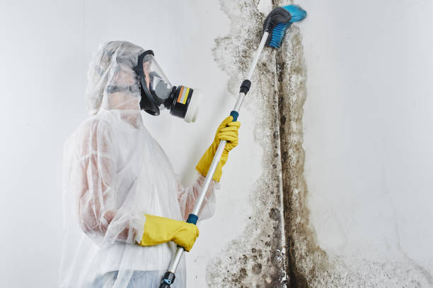 Best Health and Safety Mold Remediation in Mount Repose, OH