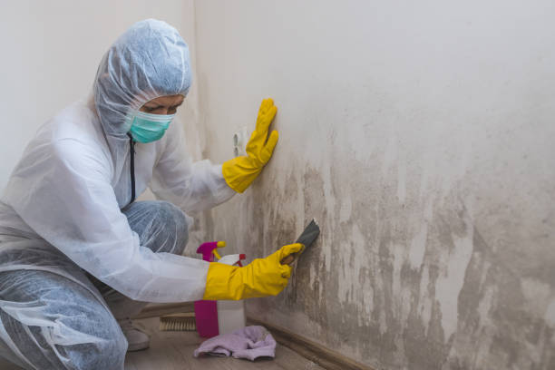Best Residential Mold Remediation in Mount Repose, OH