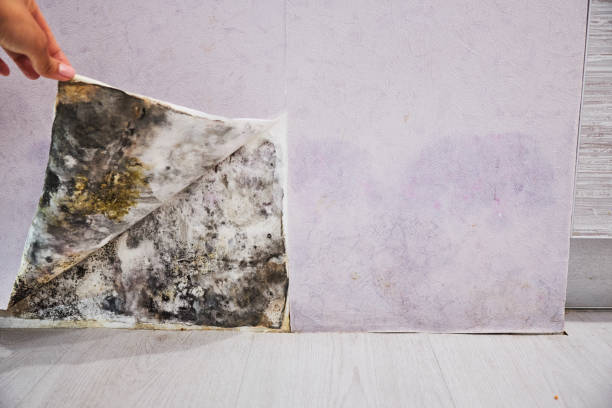 Best Basement Mold Remediation in Mount Repose, OH